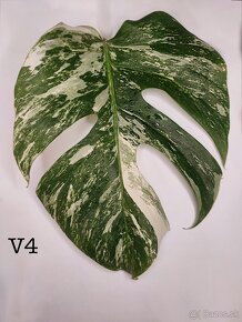 Monstera odrezky - 5