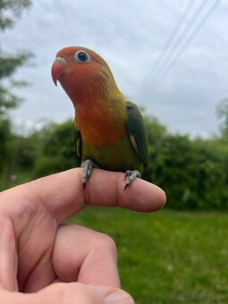 AGAPORNIS FISHER Maznačik-krotký - 5