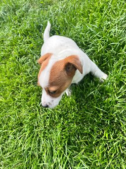 Jack Russel terier - 5