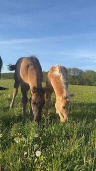 Palomino klisna American Quarter Horse, LTE rodiče i sestra - 5