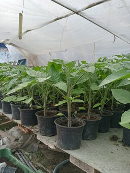 Planty na predaj - 5