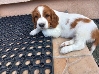 Welsh springerspaniel - 5