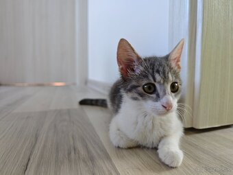 Zamiluj sa na prvý pohľad – kocúrik na predaj - 5