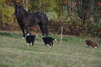 Border kólia s PP - 5