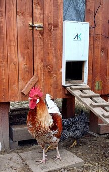 Slovenské automatické dvierka na kurín - 5