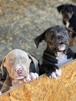 American bully xl/xxl s PP - 5