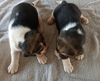 Bígl,Beagle, Bigl ,Bigel šteniatka - 5