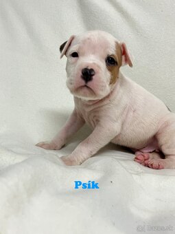 Americky Stafordšírský Terier šteniatka - 5