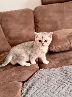 Skotska klapoucha macka, scottish straight s PP - 5