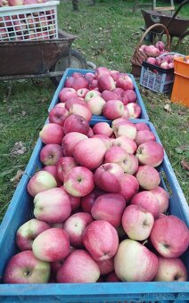 Oberané jablká - 5