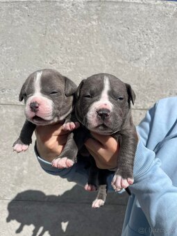 American Bully - 5