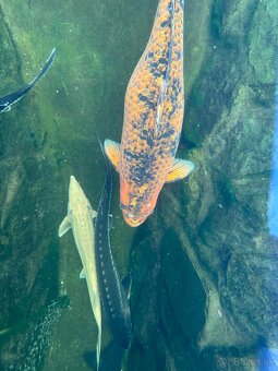 Koi kapre - 5