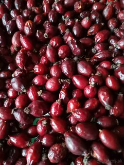 Sušené šípky - 5