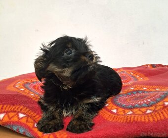 Yorkšhir,york,yorkšhirsky terier - 5