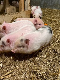 Predám čínske prasiatka - 5