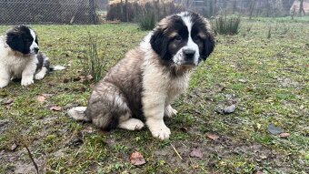 Šteňatá Moskovského strážneho psa - 5