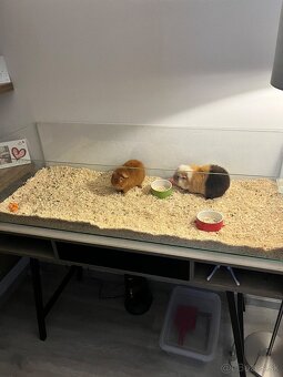 Morcata US Teddy - 5