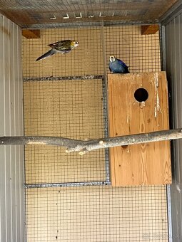 Predám chovné páry. - 5