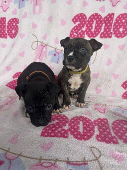 Americký stafordsirsky terier, Stafford, amstaf - 5