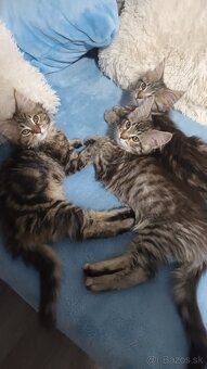 Maine Coon mačiatka - 5