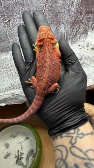 Agama bradatá – Hypo Zero(biela) a Half Monster (červená) - 5