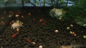 Krevetky, akvarijné rastlinky - 5