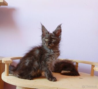 Maine Coon s PP - 5
