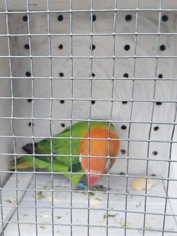 Predám agapornis - 5