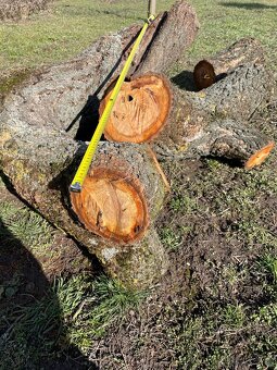 Kmeň stromu marhuľa - 5