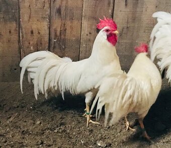 Zdr. Vlaška biela - 5