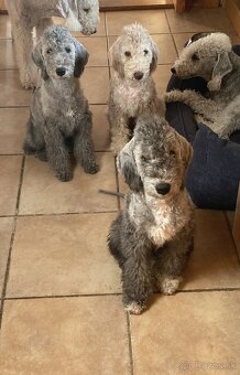 bedlington terrier - štěně - 5