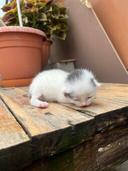 🐾 Darujem mačiatka 🐾 - 5