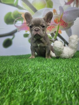 Francuzsky buldoček - 5