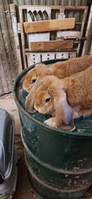 Francúzsky baran - 5