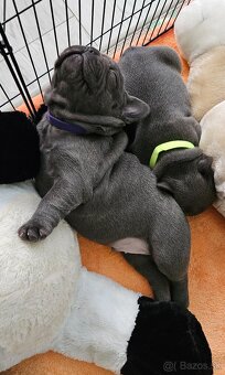 Francúzský buldoček - 5