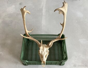 Trofeje jeleň daniel - 5