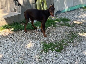 REZERVOVANÁ - Predám hnedú 6 mesačnú fenku Dobermana - 5