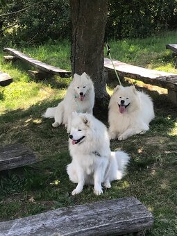 Samoyed FCI - 5