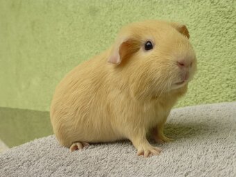 Morčiatka s rodokmeňom - 5