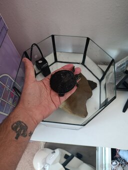 Vodné korytnačky , vodná korytnačka - 5