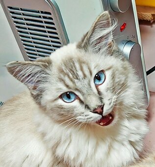 Ragdoll - kocúrik - 5