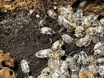 Isopody na predaj bioaktívne poklady pre tvoje terárium 🐛🌿 - 5