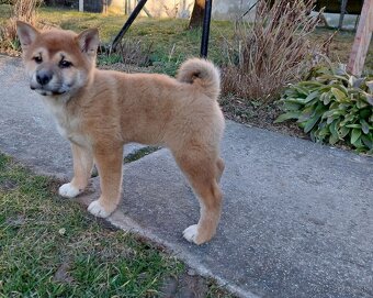 shiba inu - 5