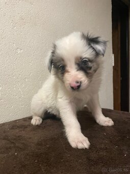 Predám šteniatka Border kólie - 5