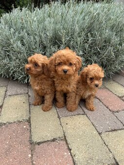 Maltipoo, maltezák, púdel - 5