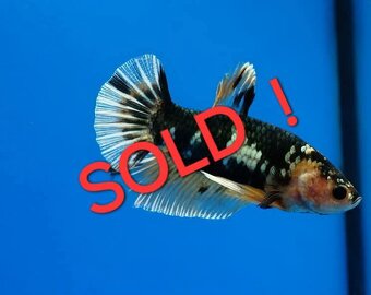 Betta splendens- bojovnica pestrá - 5