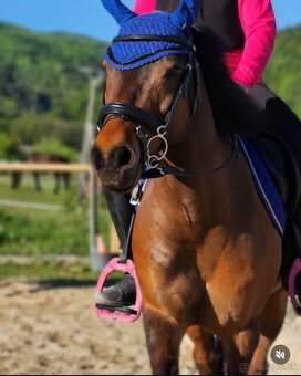 Na predaj 9ročný, športový pony , valach - 5