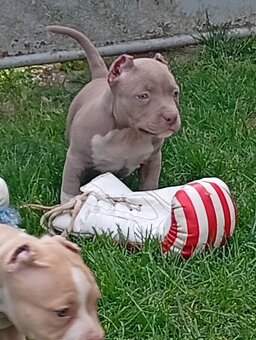 American bully pocket - 5