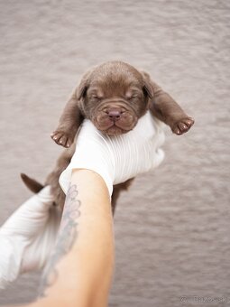 Bandog , Molos , Mastif - 5