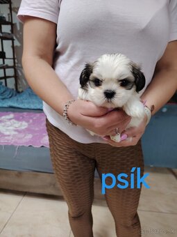 Rozkošné šteniatka shih-tzu(shitzu,shihtzu) - 5